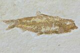 Two Detailed Fossil Fish - Wyoming #79799-2
